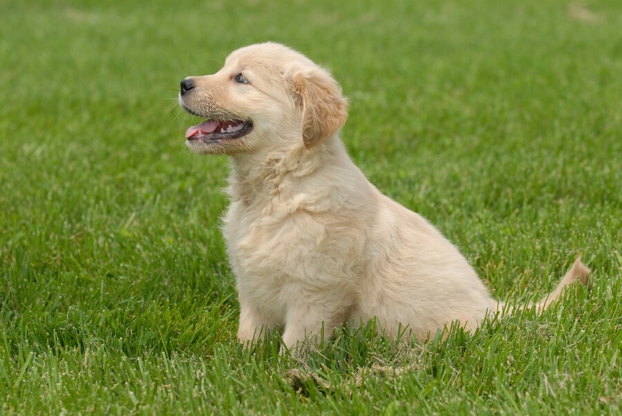 Colors of Golden Retrievers